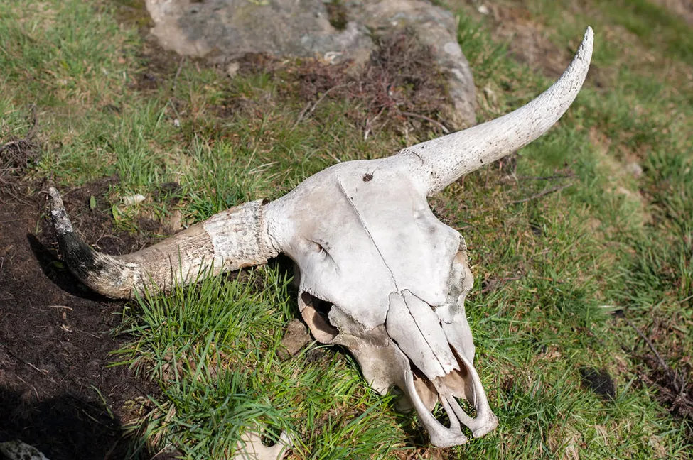 Klicka för att förstora