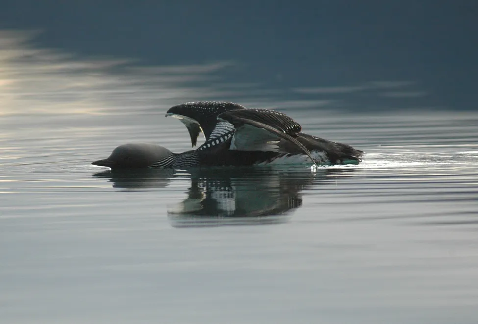 Klicka för att förstora