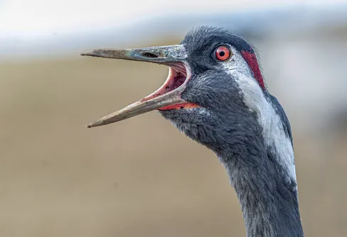 Första tranan sedd vid Hornborgasjön