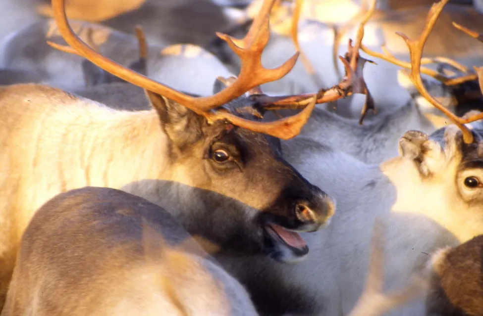 Klicka för att förstora