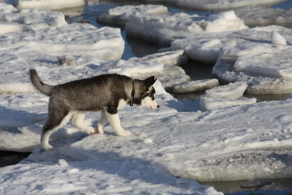 Klicka för att förstora