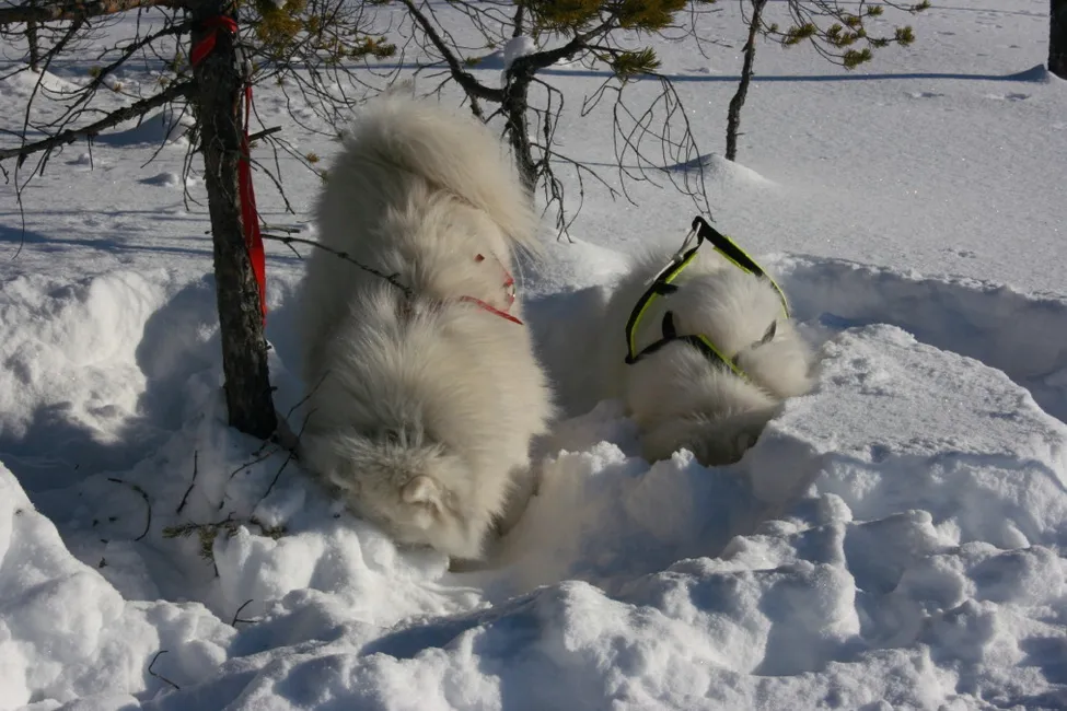 Klicka för att förstora