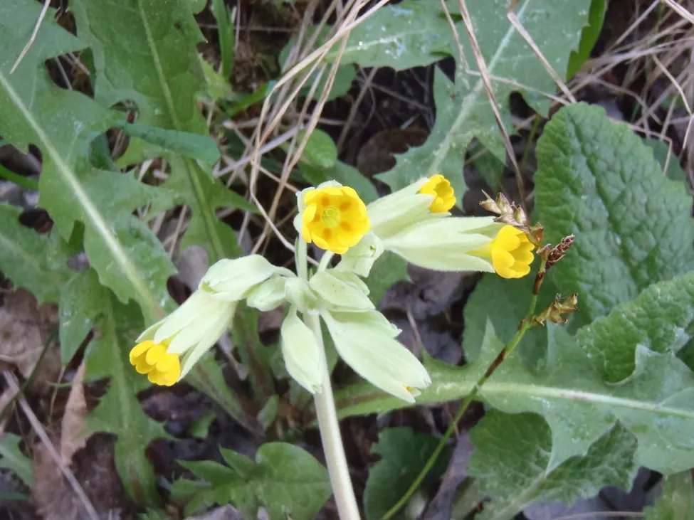 Klicka för att förstora