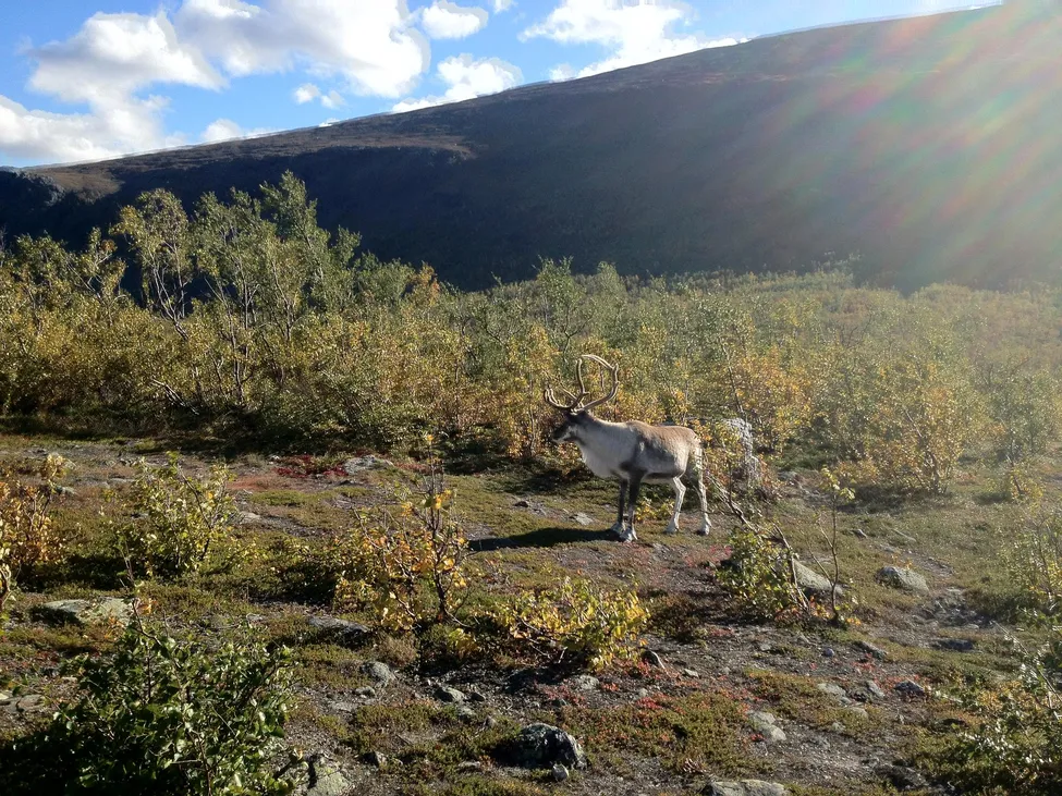 Klicka för att förstora
