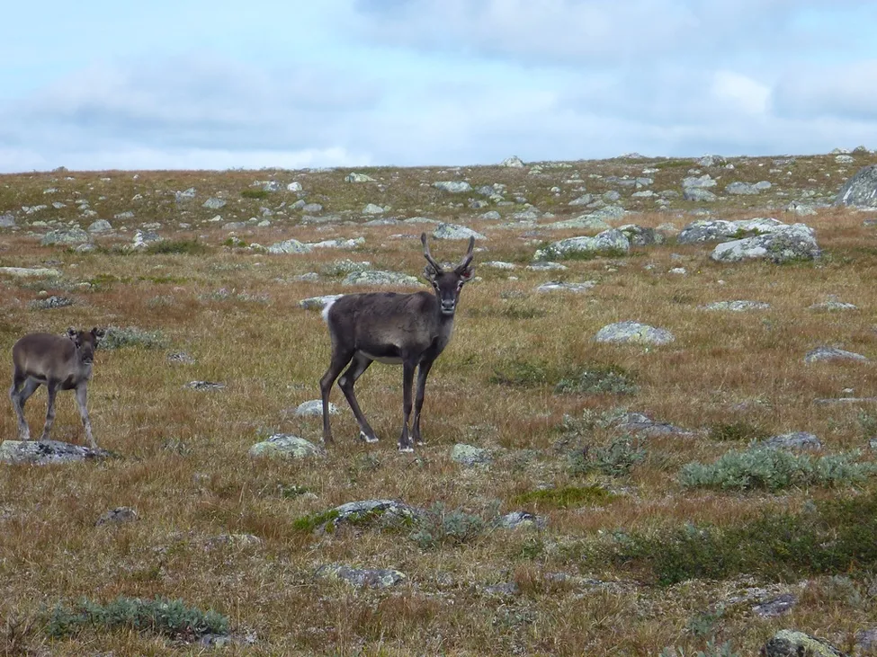 Klicka för att förstora