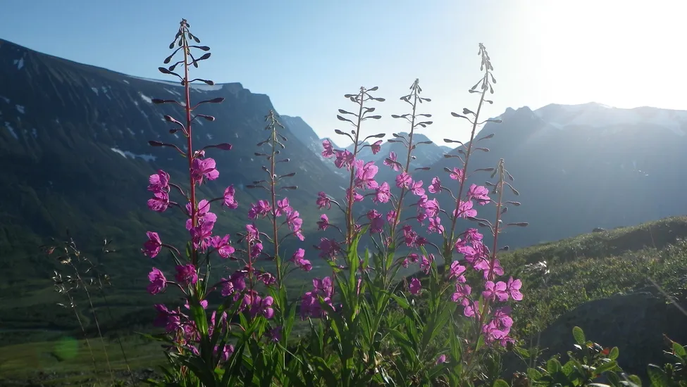 Klicka för att förstora