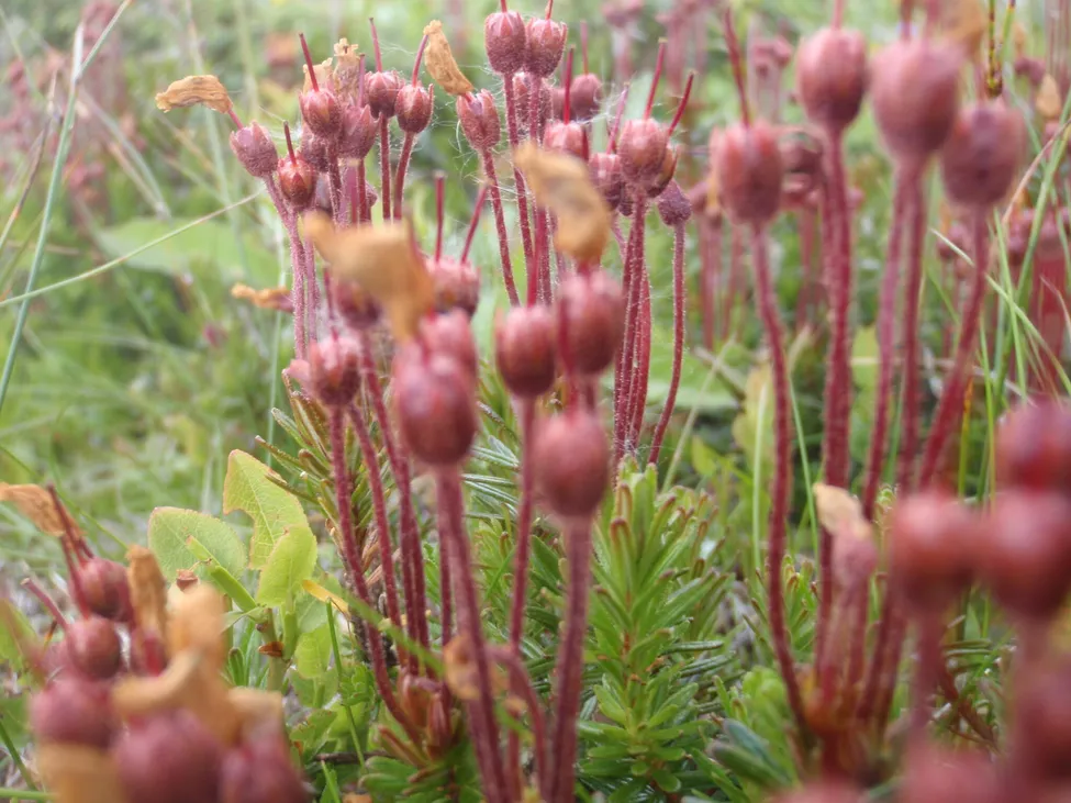 Klicka för att förstora