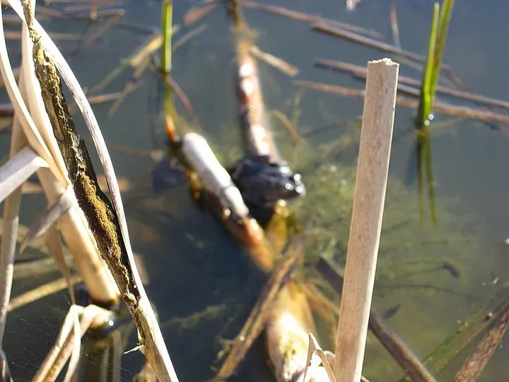 Klicka för att förstora