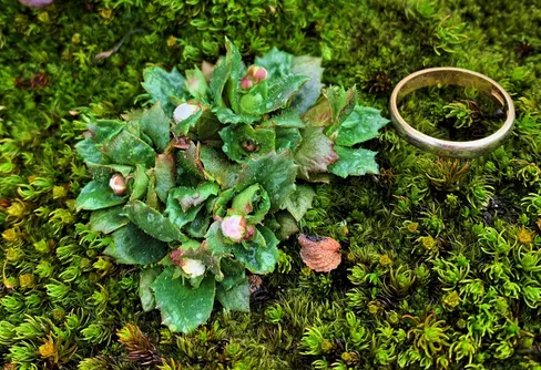 Okänd växt norr om Pårek