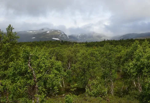 Dörrvind eller charterinvasion coronasommaren 2020, del 1
