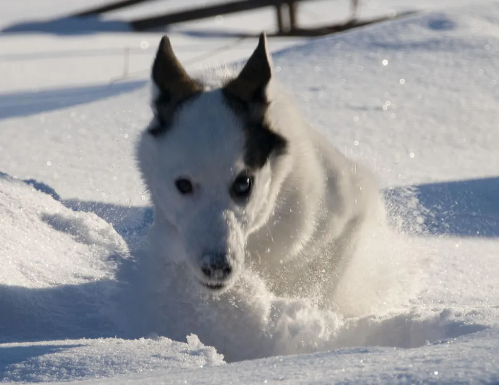 Klicka för att förstora