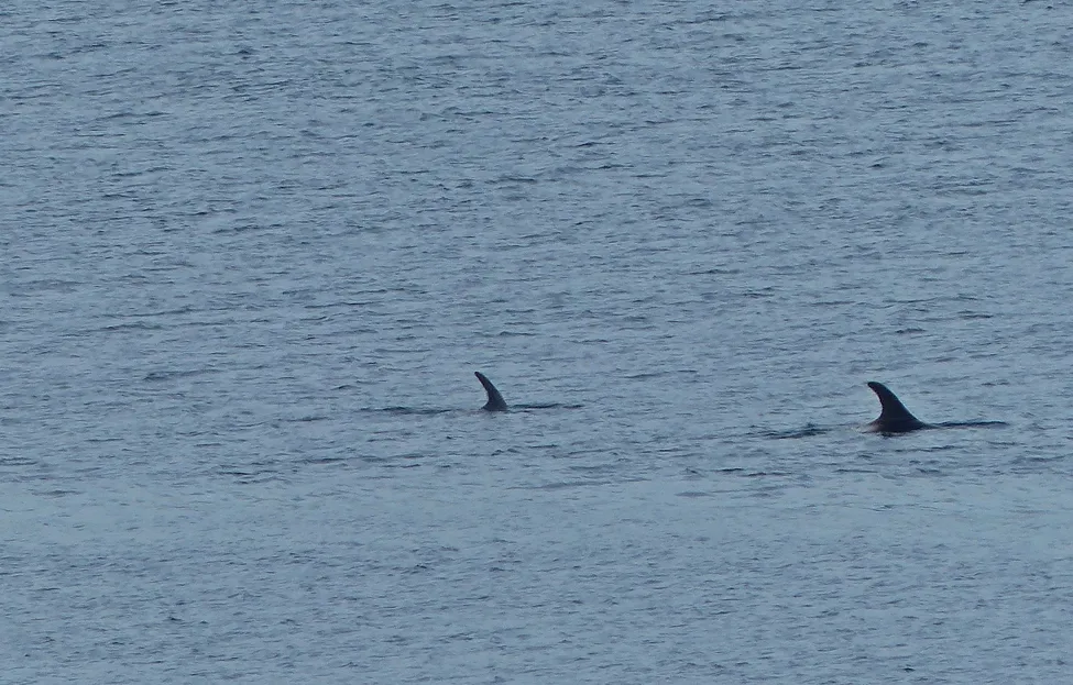 Klicka för att förstora