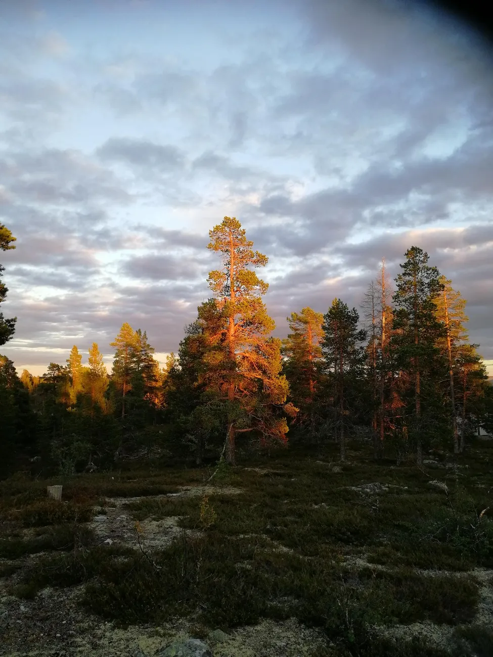 Klicka för att förstora