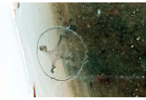 Unikt fynd av sötvattensmanet