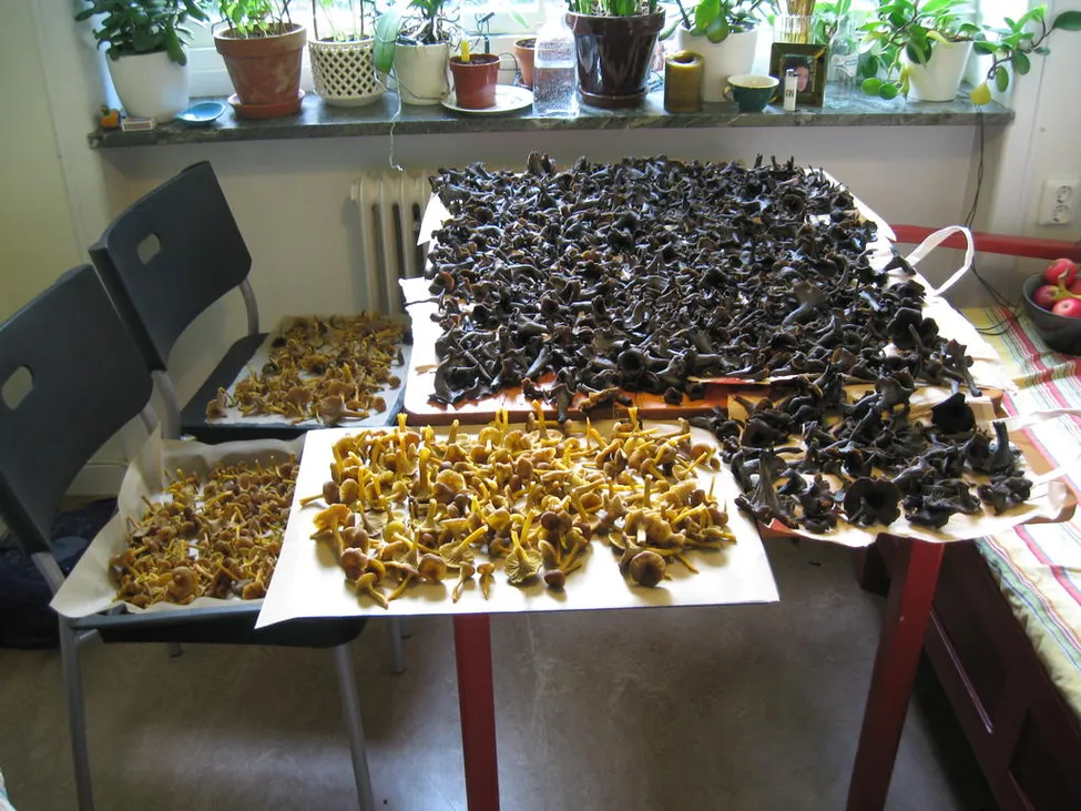 Klicka för att förstora