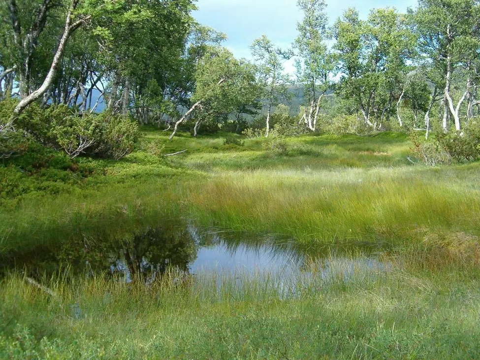 Klicka för att förstora