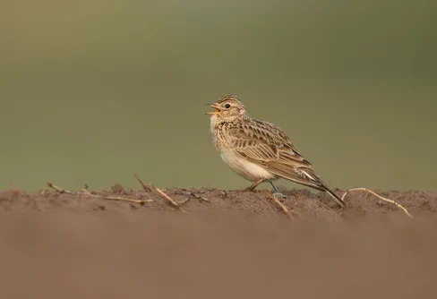 Jordbrukslandskapet allt fattigare på fåglar