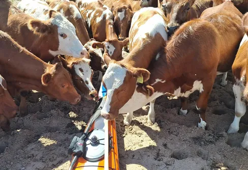 Dag 28 Påskallavik - Store Hästeholmen