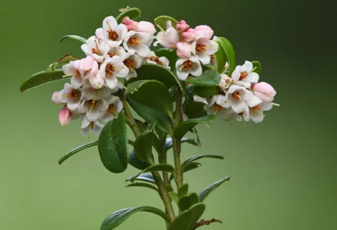 Dags att välja en nationalblomma!