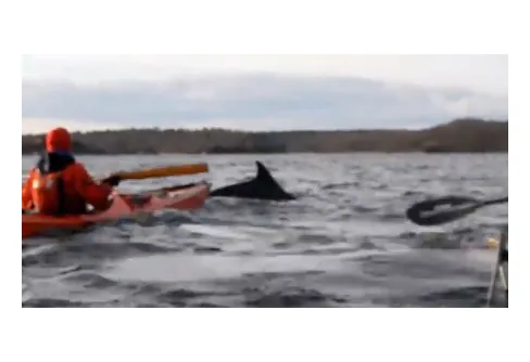 Danska paddlare fick delfinsällskap