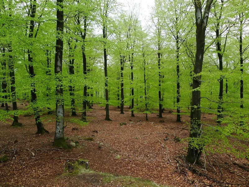 Klicka för att förstora