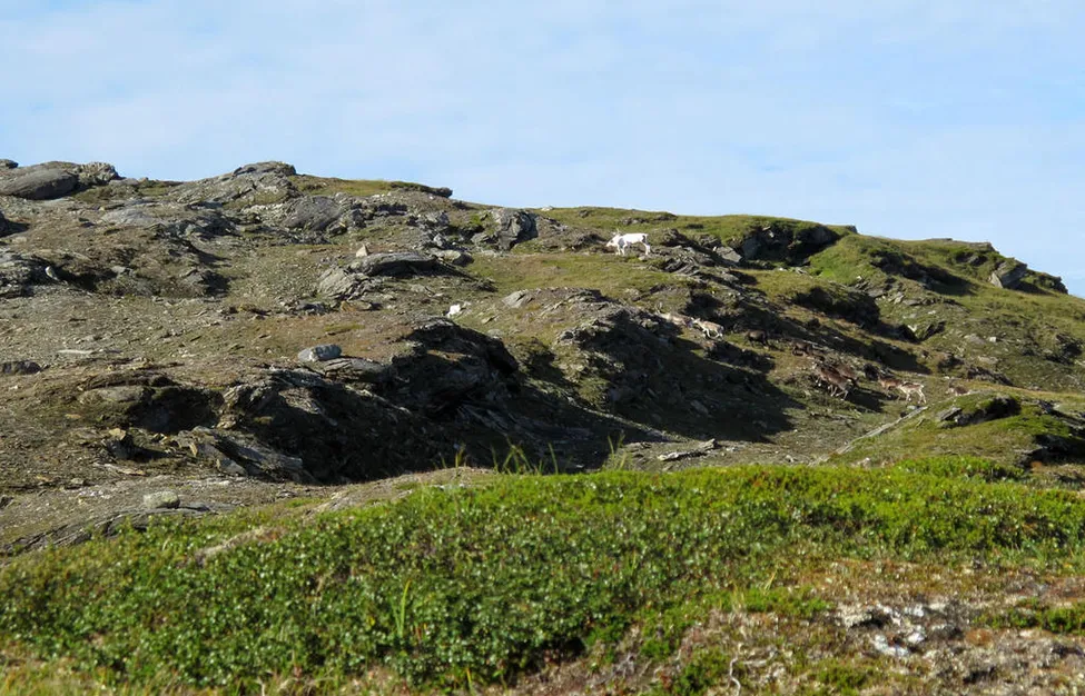 Klicka för att förstora