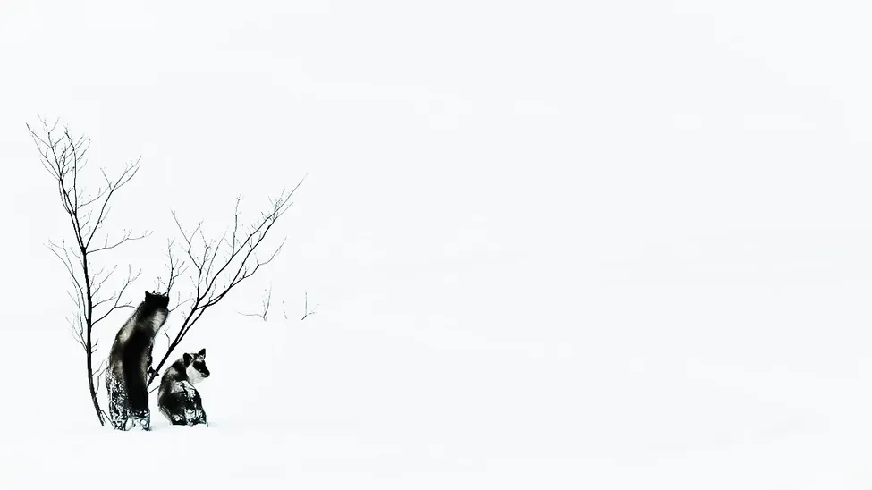 Klicka för att förstora