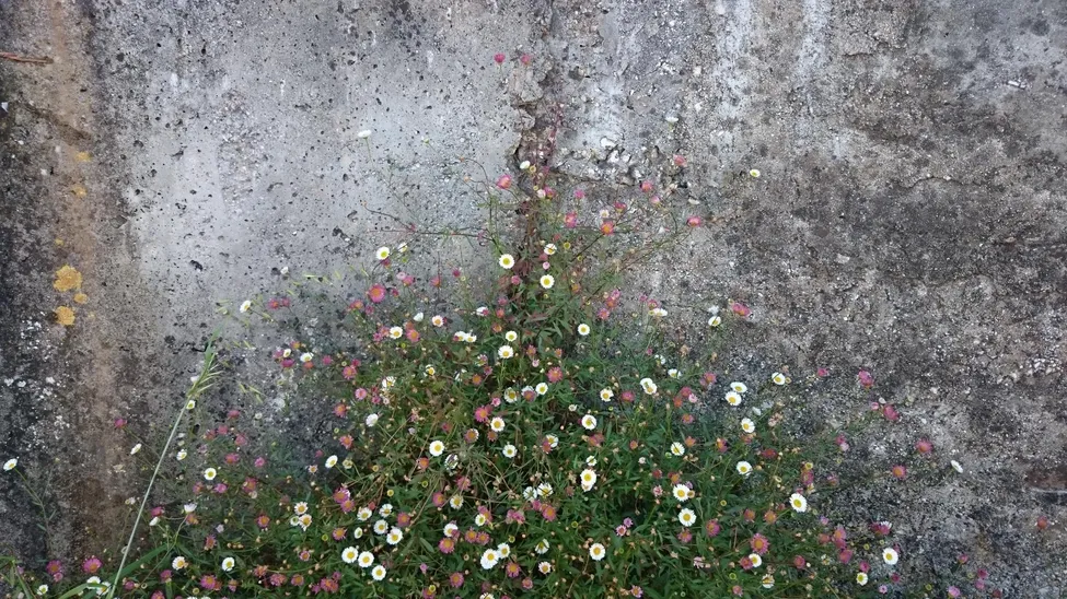 Klicka för att förstora