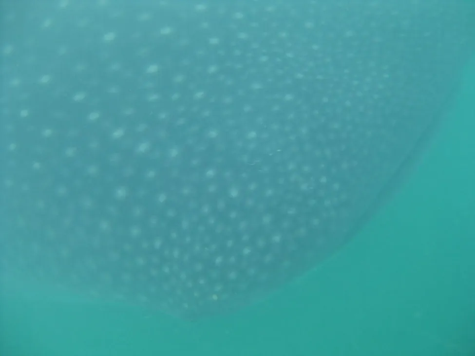 Klicka för att förstora