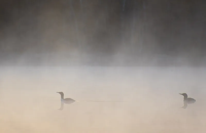 Klicka för att förstora