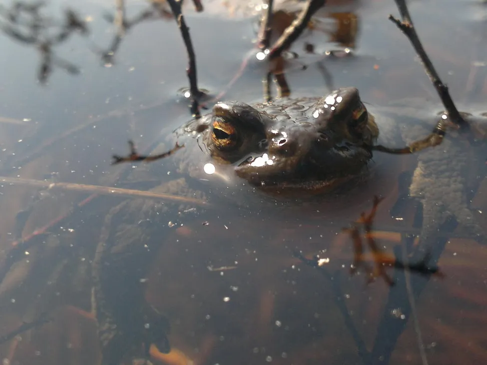 Klicka för att förstora