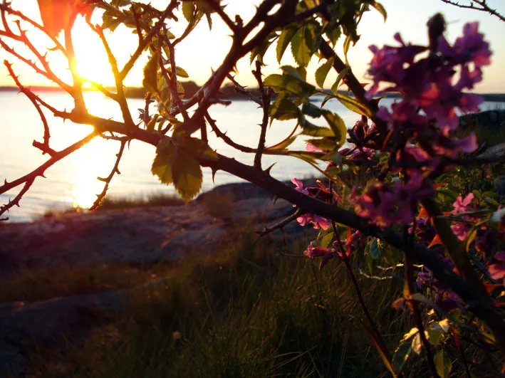 Klicka för att förstora
