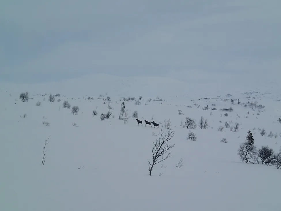 Klicka för att förstora
