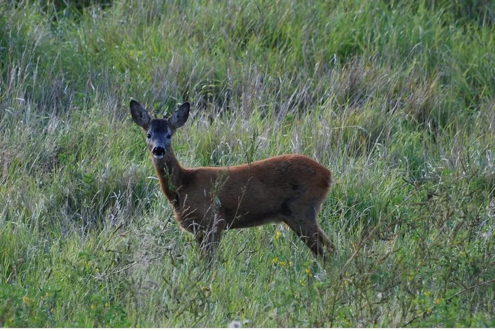 Klicka för att förstora