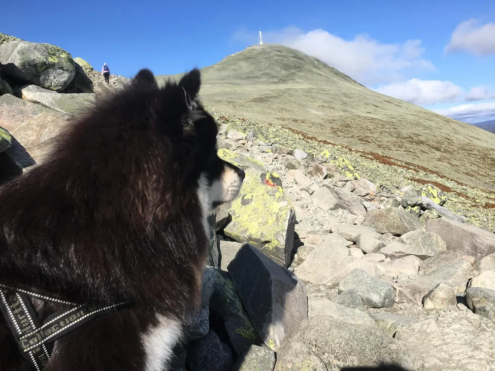 Klicka för att förstora