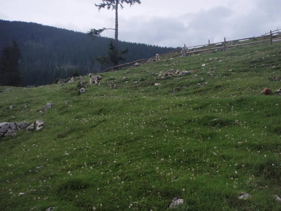 Klicka för att förstora