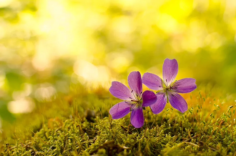 Klicka för att förstora