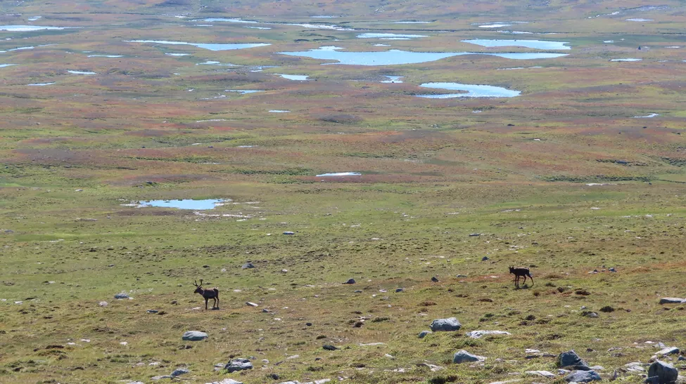 Klicka för att förstora
