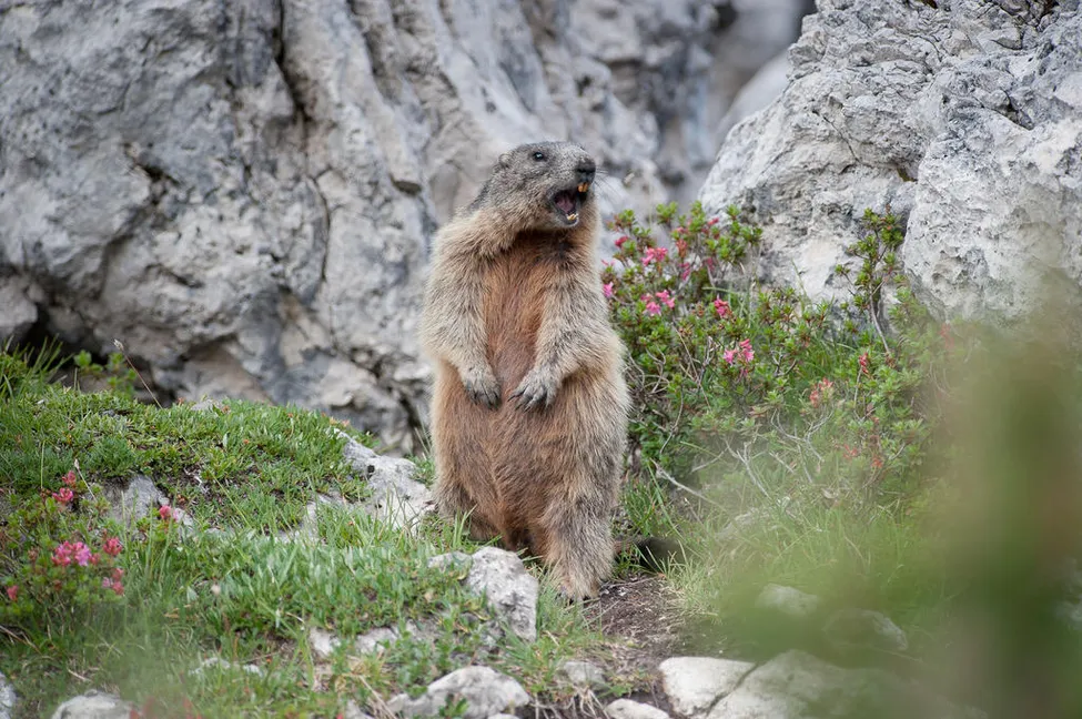 Klicka för att förstora