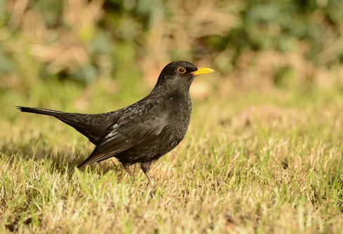 Fågelsångsnatten 3 maj