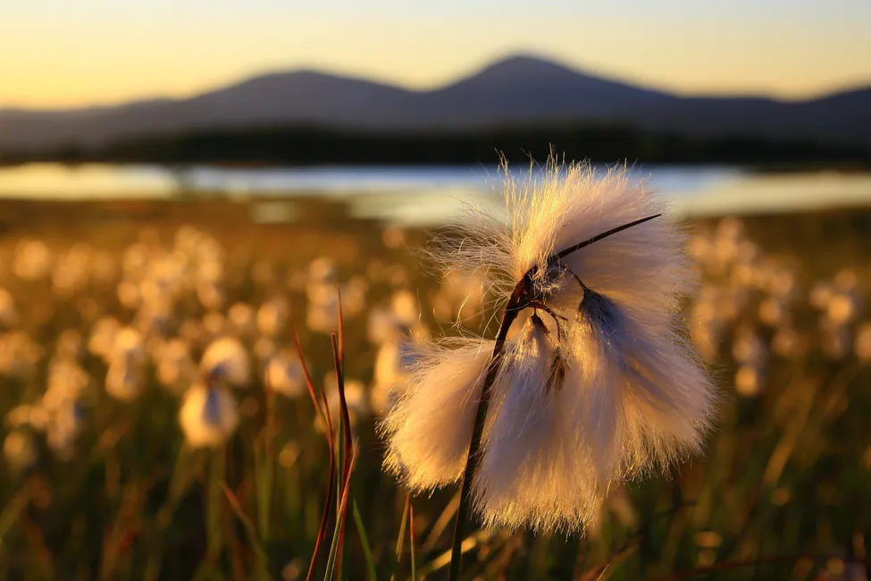 Klicka för att förstora