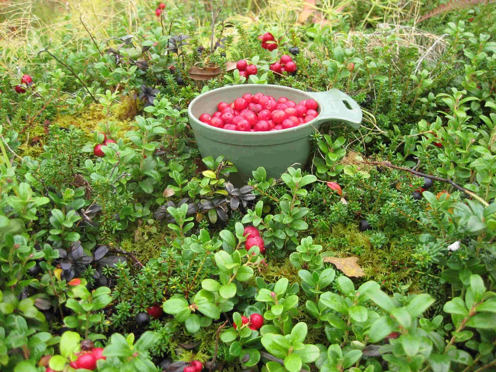 Klicka för att förstora