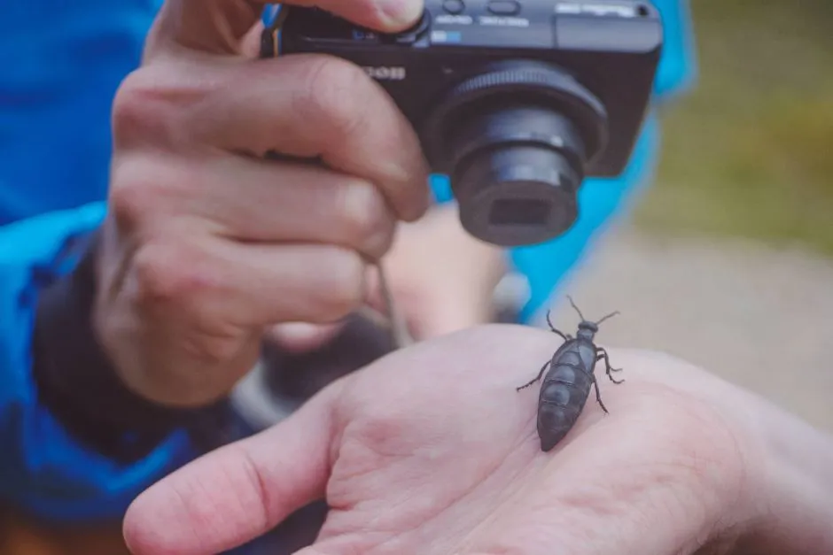 Klicka för att förstora