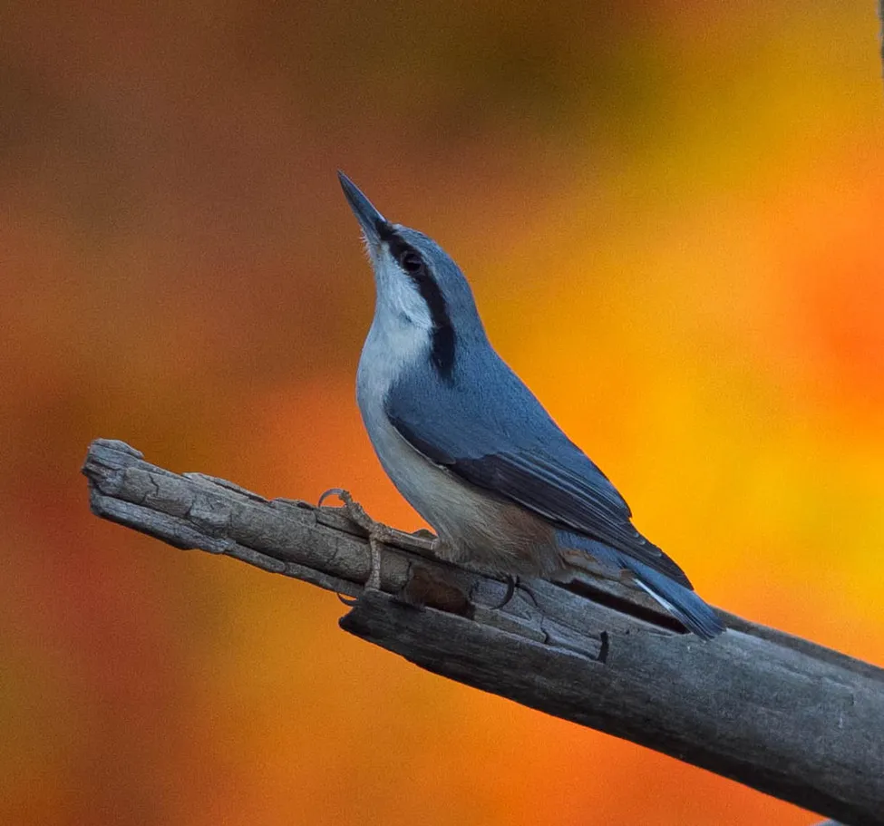 Klicka för att förstora