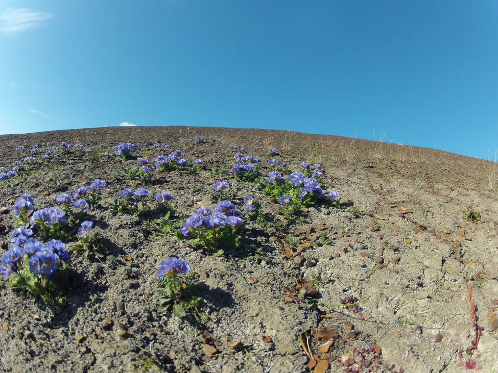 Klicka för att förstora