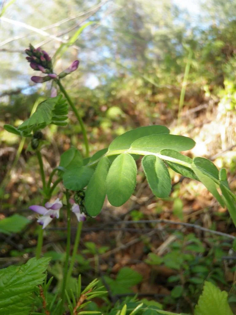 Klicka för att förstora