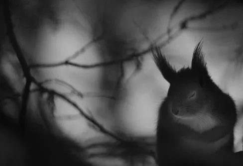 Årets naturfotograf 2016 - Mats Andersson