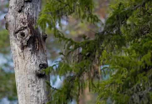 Äntligen fick jag se herr Ent!