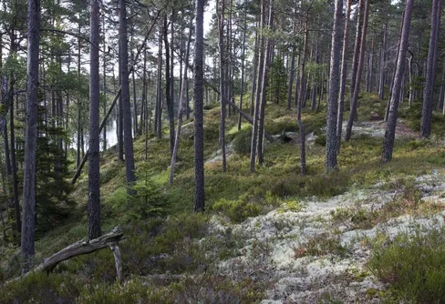 Nästan 9 av 10 tycker att nationalparker är viktiga