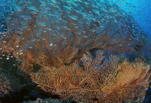 Vacker undervattensfilm